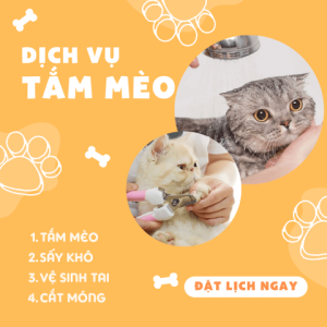 Dịch vụ tắm Spa trọn gói cho Mèo