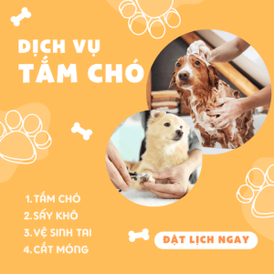 Dịch vụ tắm Spa trọn gói cho Chó