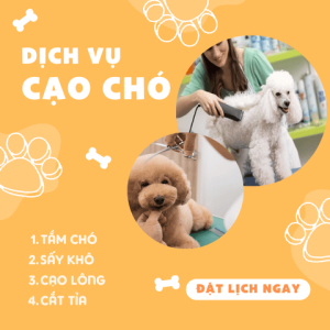 Dịch vụ tắm, cạo và cắt tỉ lông cho Chó