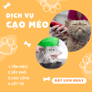 Dịch vụ tắm, cạo và cắt tỉ lông cho Mèo
