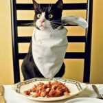 5 cách làm Pate cho mèo ngon, bổ, rẻ đơn giản tại nhàa