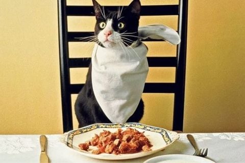 5 cách làm Pate cho mèo ngon, bổ, rẻ đơn giản tại nhàa