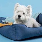 Top 8 chuồng chó Poodle bền và thích hợp nhất năm 20244