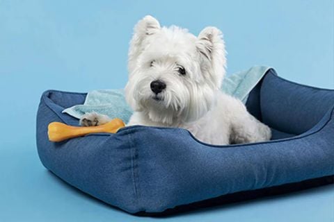 Top 8 chuồng chó Poodle bền và thích hợp nhất năm 20244